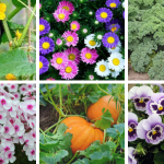Seasonal Gold Coast Planting Guide - All Year cover
