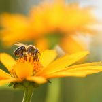 Benefits of Attracting Bees to Your Garden